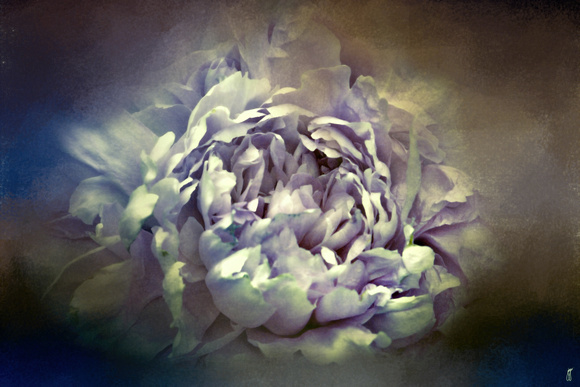 Blushing Vintage Lavender Peony - Floral