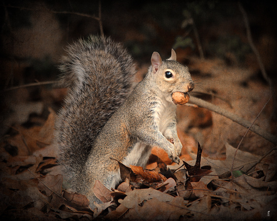 More Than You Can Chew - Squirrel - Wildlife