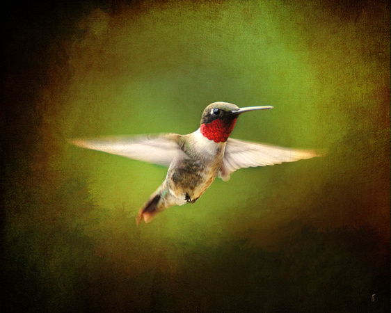 Hummingbird in Flight - Birds