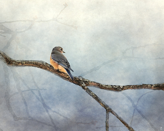 Solitude - Bluebird