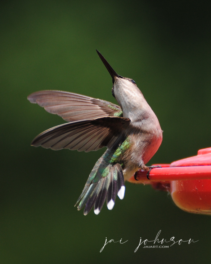 Dancing Hummingbird