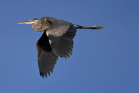 Blue Heron at Pickwick Dam