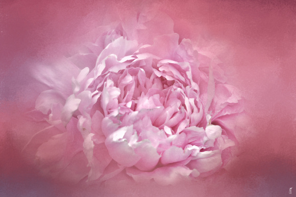 Blushing Pink Peony - Floral