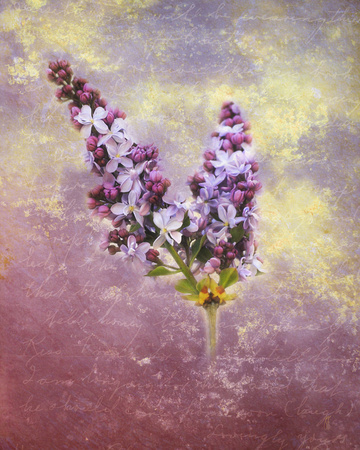 Love Letter IV Lilac Flowers