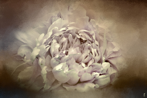 Blushing Dutch White Peony - Floral