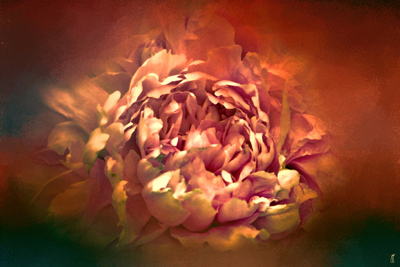 Blushing Rusted Flame Peony - Floral