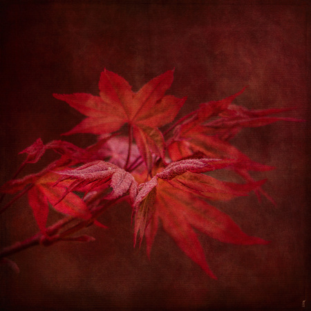 Leaves of the Japanese Maple - Red Tree