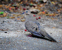 Mourning Dove on Ground