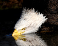 Bald Eagle Drinking With Reflection
