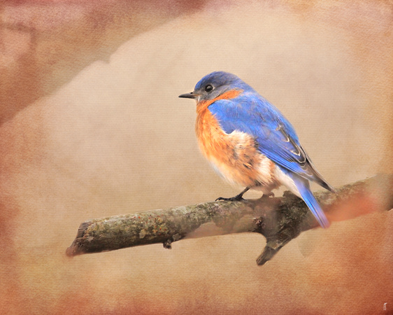 Braving Autumn - Bluebird