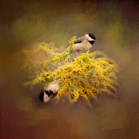 Pot of Gold - Chickadees - Song Birds - Wildlife