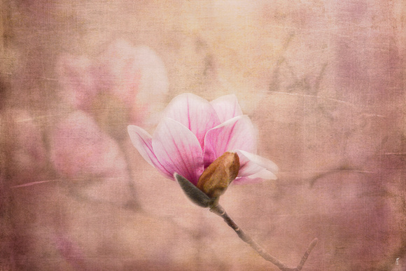 Pink Magnolia II - Floral