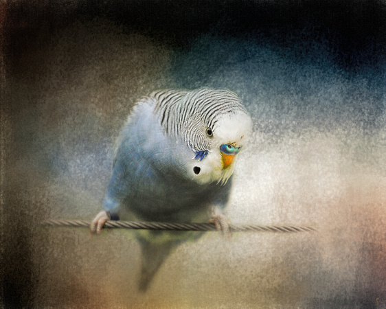 The Budgie Collection - Budgie 3 - Parakeet