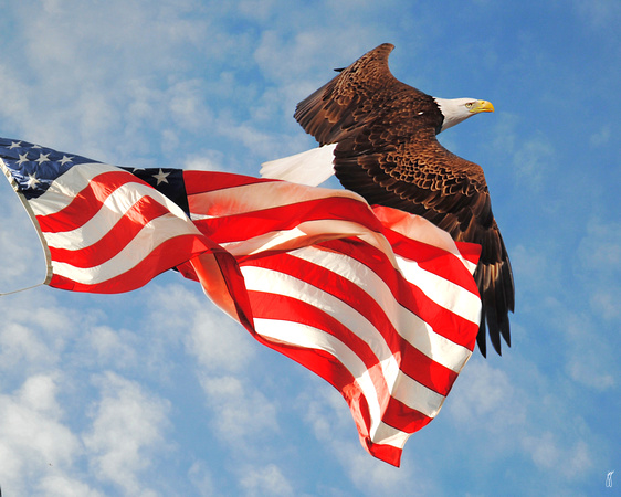 Flight of Freedom - Wildlife - Bald Eagle