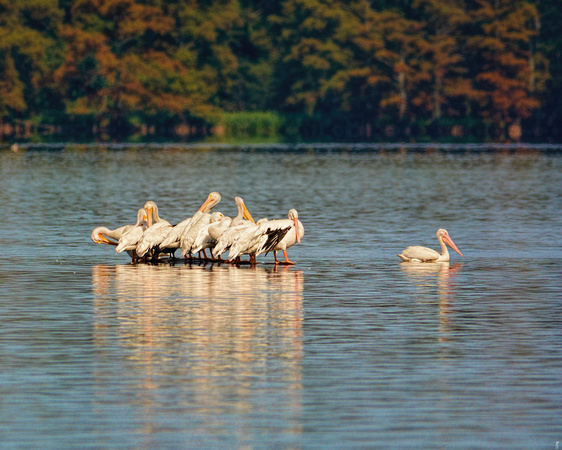 Pelican Gathering