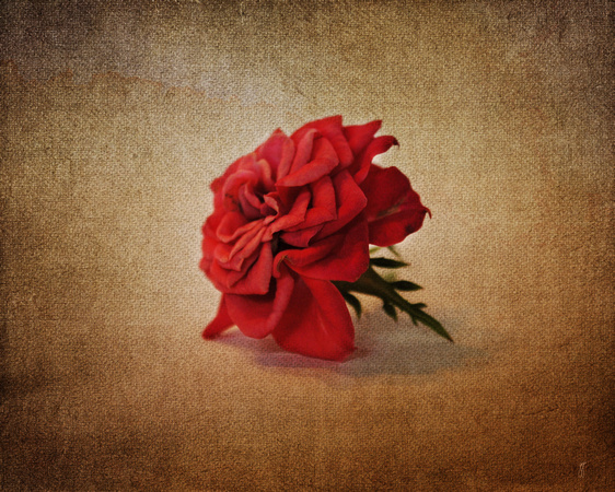 Miniature Red Rose III - Floral