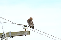 Red Shouldered Hawk Perched on Wire