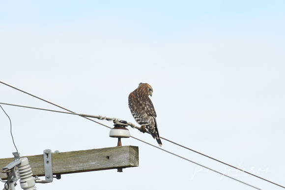 Red Shouldered Hawk Perched on Wire