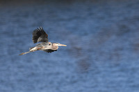 Blue Heron at Pickwick Dam