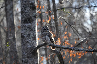 Ollie - A Female Barred Owl in Pinson Tennessee