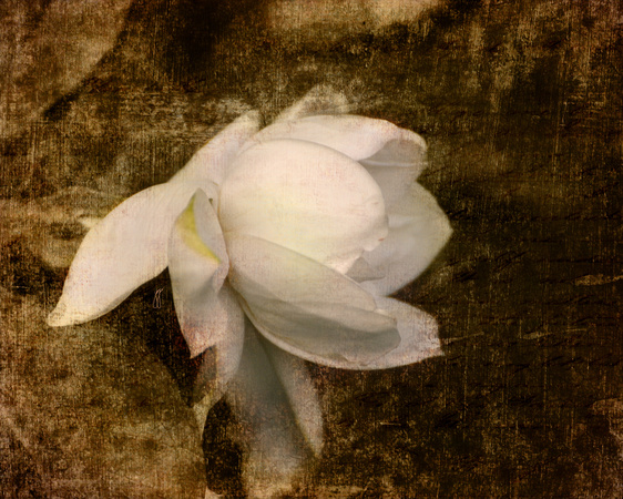 Love Letter VIII - Cape Jasmine Gardenia - Floral