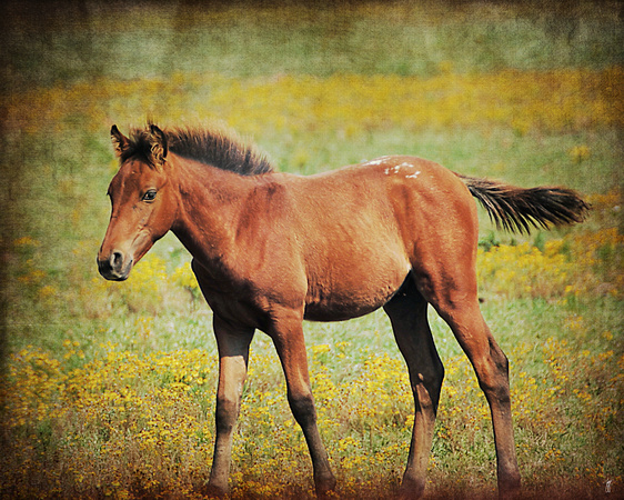 Colt in the Meadow II