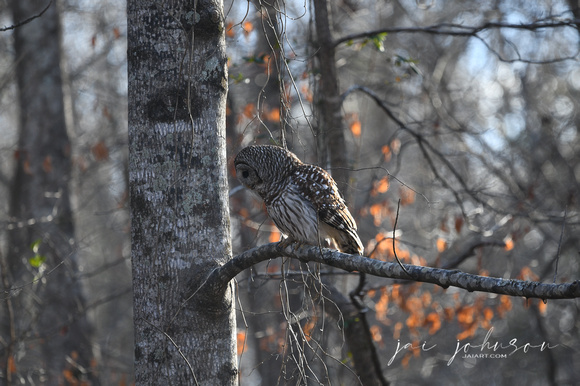 Ollie - A Female Barred Owl in Pinson Tennessee