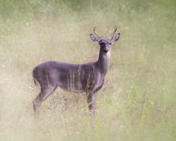 Stand Tall - White Tailed Deer