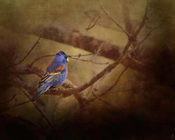 Blue Grosbeak II - Birds