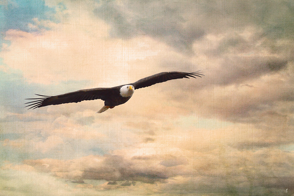 High Flyer - Wildlife - Bald Eagle