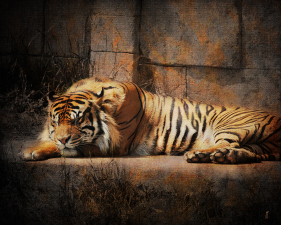 Sleeping Tiger - Wildlife