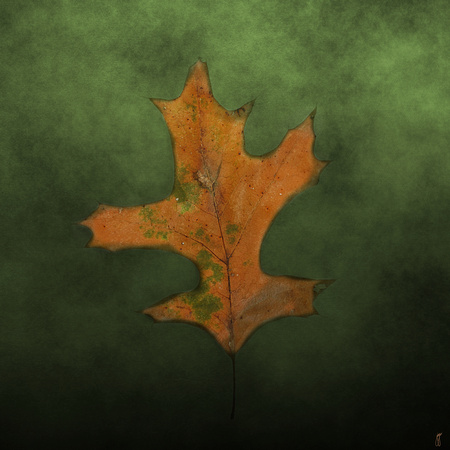 FALLEN - Brown and Green Leaf