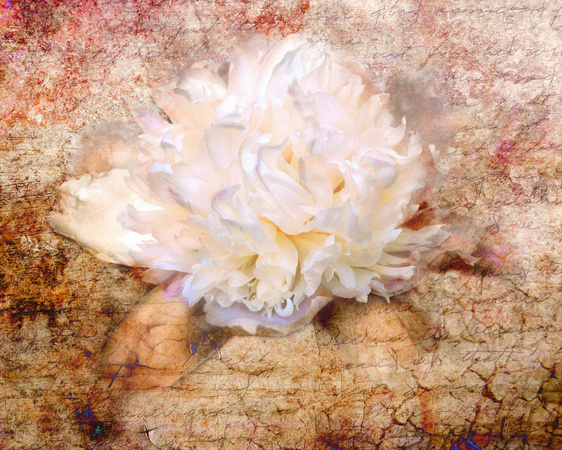 Love Letter III - Peony - Floral