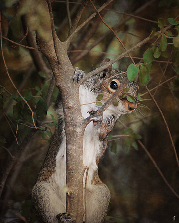 Camera Shy - Squirrel - Wildlife
