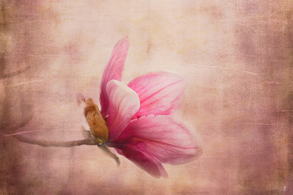 Pink Magnolia I - Floral