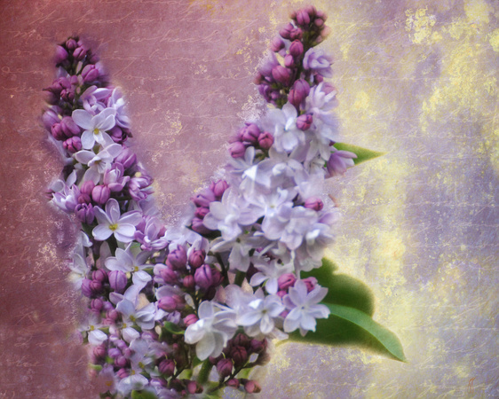 Love Letter V Lilac Flowers