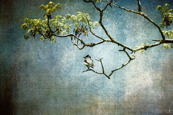 Lucky Bird - Eastern Kingbird