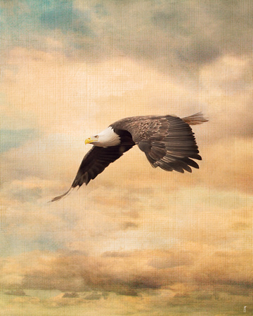 Early Evening Flight 2 - Wildlife - Bald Eagle