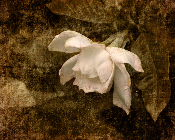 Love Letter IX - Cape Jasmine Gardenia - Floral