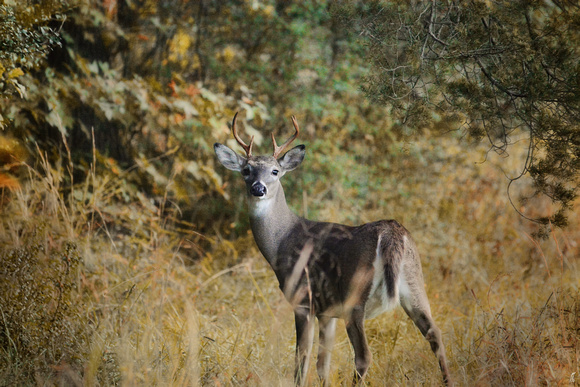 Buck in Autumn