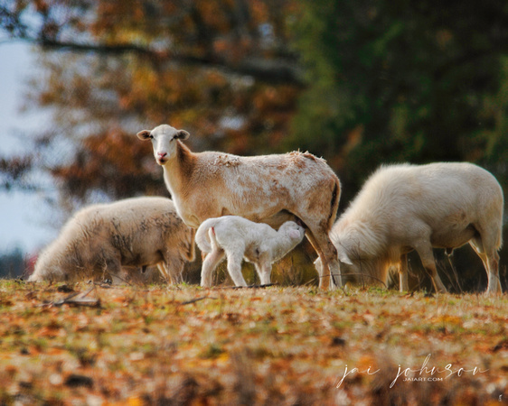 Giving Nourishment - Ewe and Lamb in Autumn