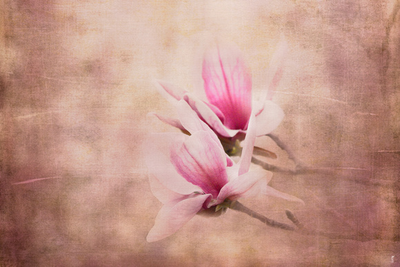 Pink Magnolia III - Floral