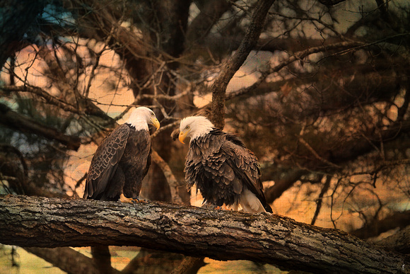 Marital Discussion - Wildlife - Bald Eagles
