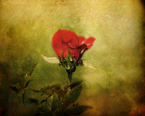 Miniature Red Rose I - Floral