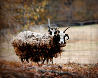 Woolly in Autumn - Jacob Sheep