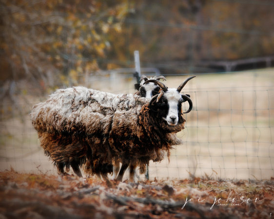 Woolly in Autumn - Jacob Sheep