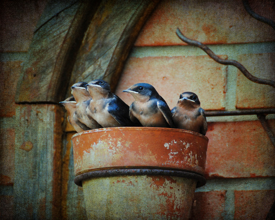 Flowerpot Swallows - Birds