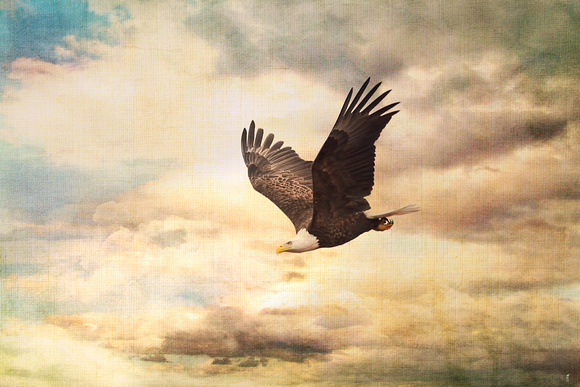 Early Evening Flight - Wildlife - Bald Eagle