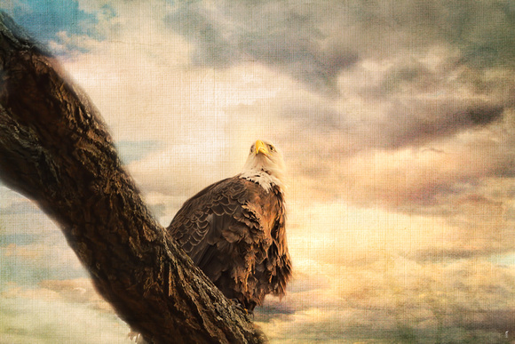 Her Majesty - Wildlife - Bald Eagle