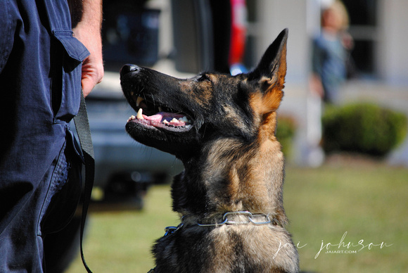 German Shepherd Police Dog